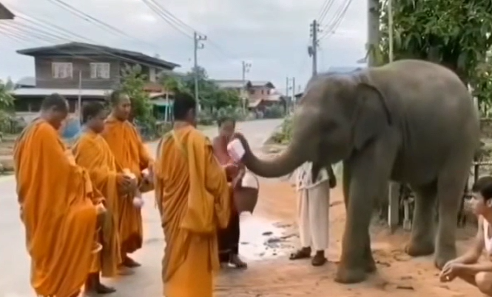 大象的布施（点击查看小视频）