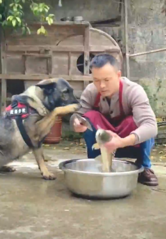 狗狗都懂得不要杀生（点击查看小视频）