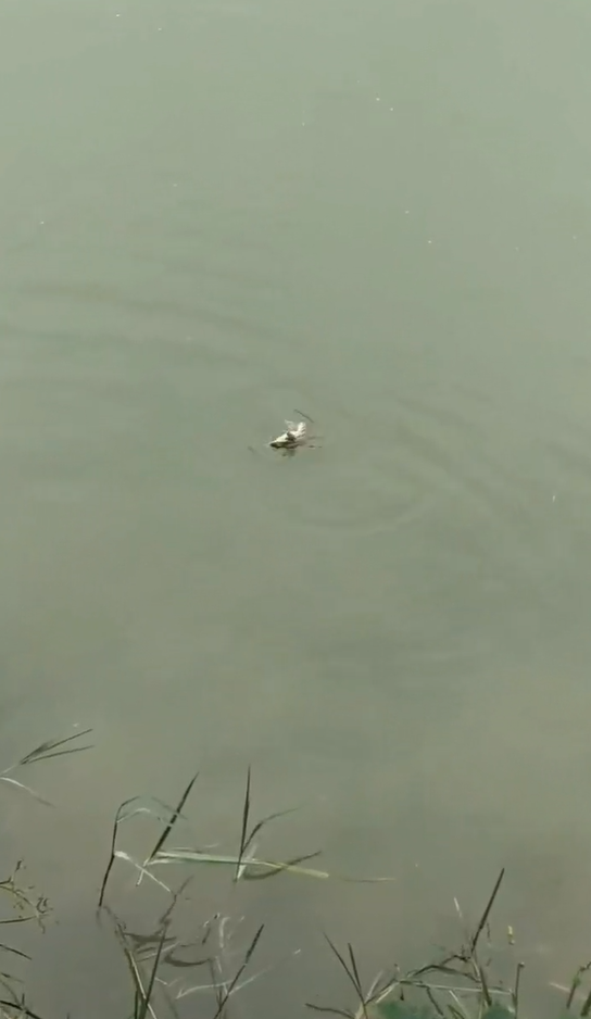 放生后的青蛙（点进查看小视频）