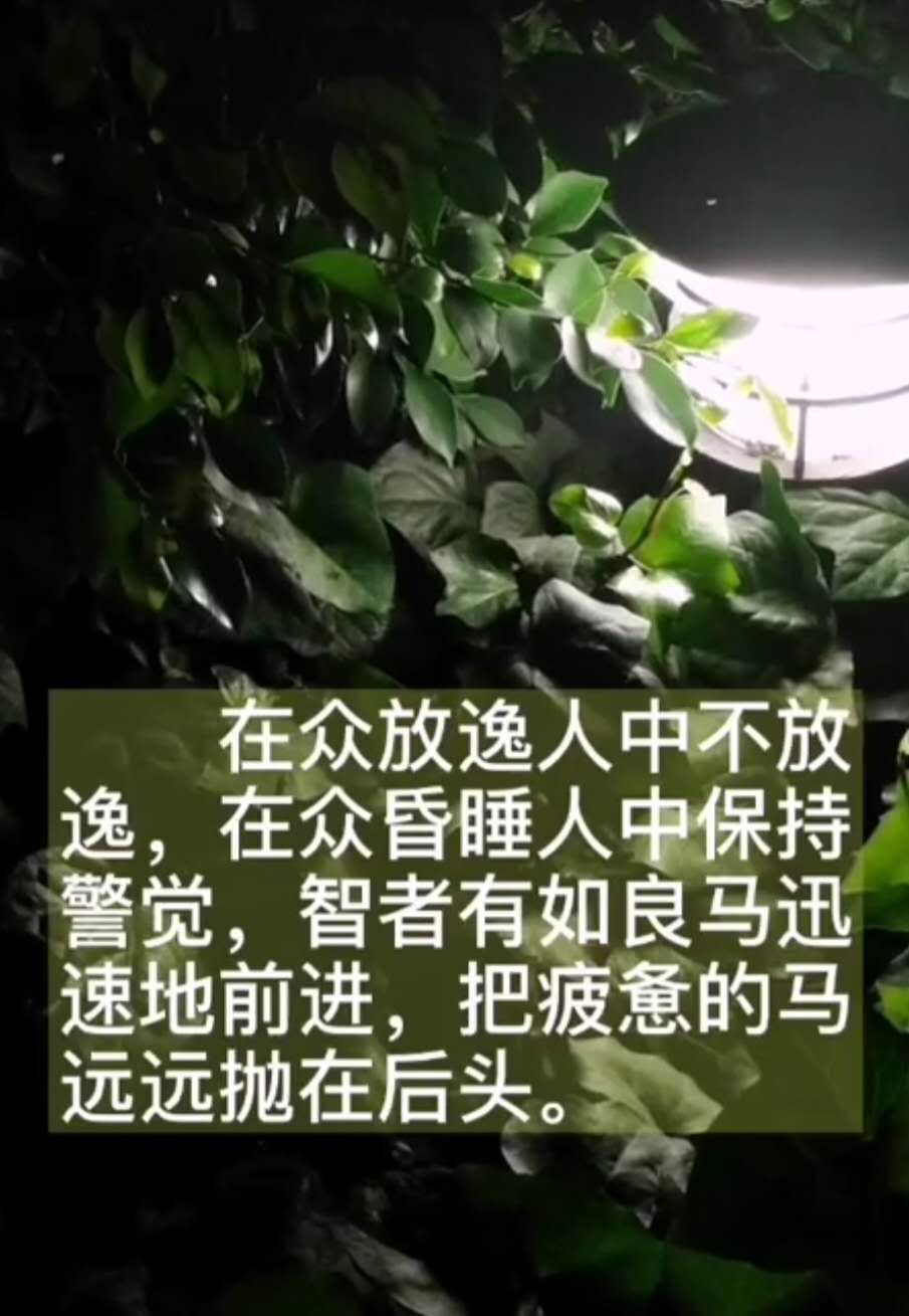 在众放逸人中不放逸， 在众昏睡人中保持警觉， 智者犹如良马迅速的地前进， 把疲惫的马远远地抛在后头。