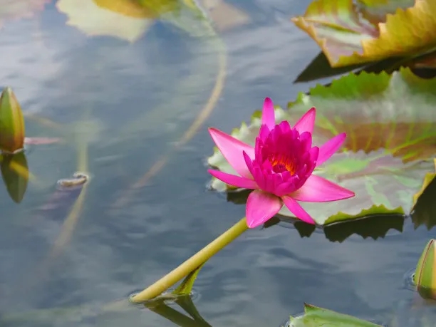 就是说，一个念佛人要求往生，有没有哪一句话能够帮我们做一个总结呢？在《念佛圆通章》提出了两句话，叫都摄六根，净念相继