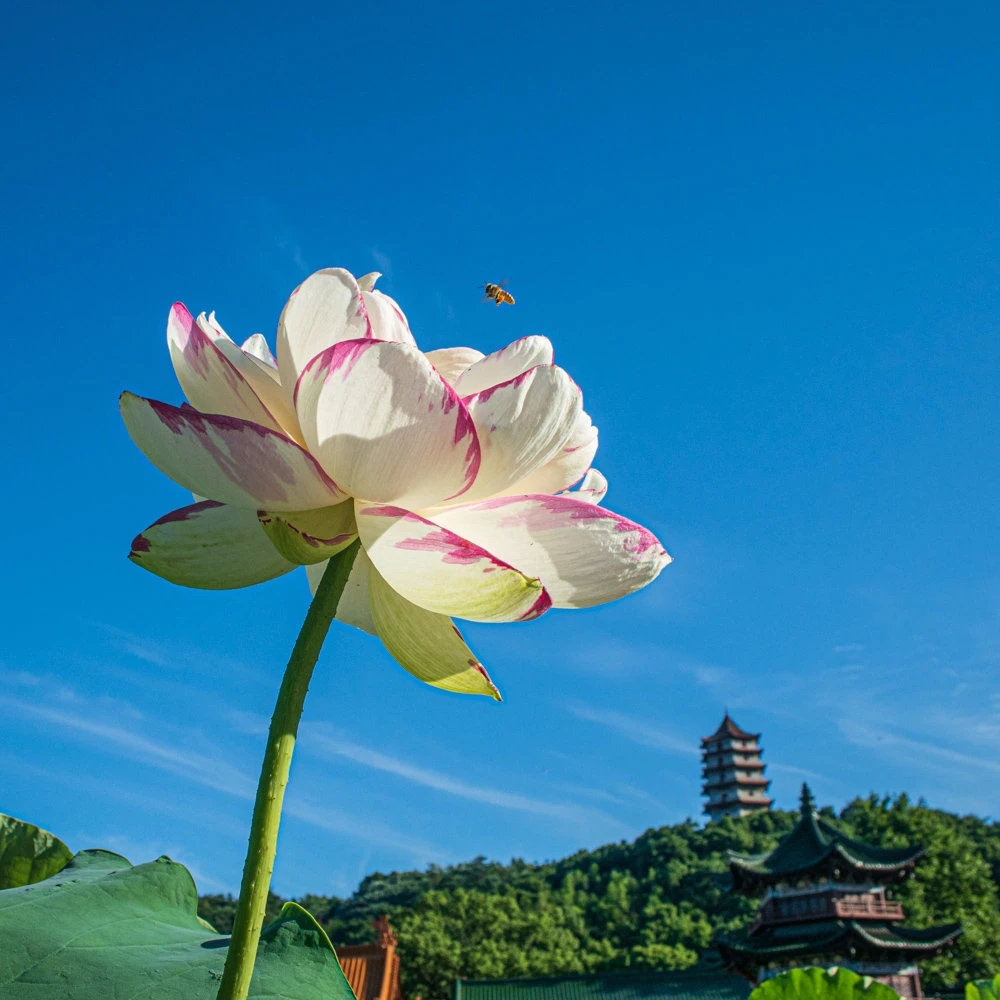 ❤远方来的天使