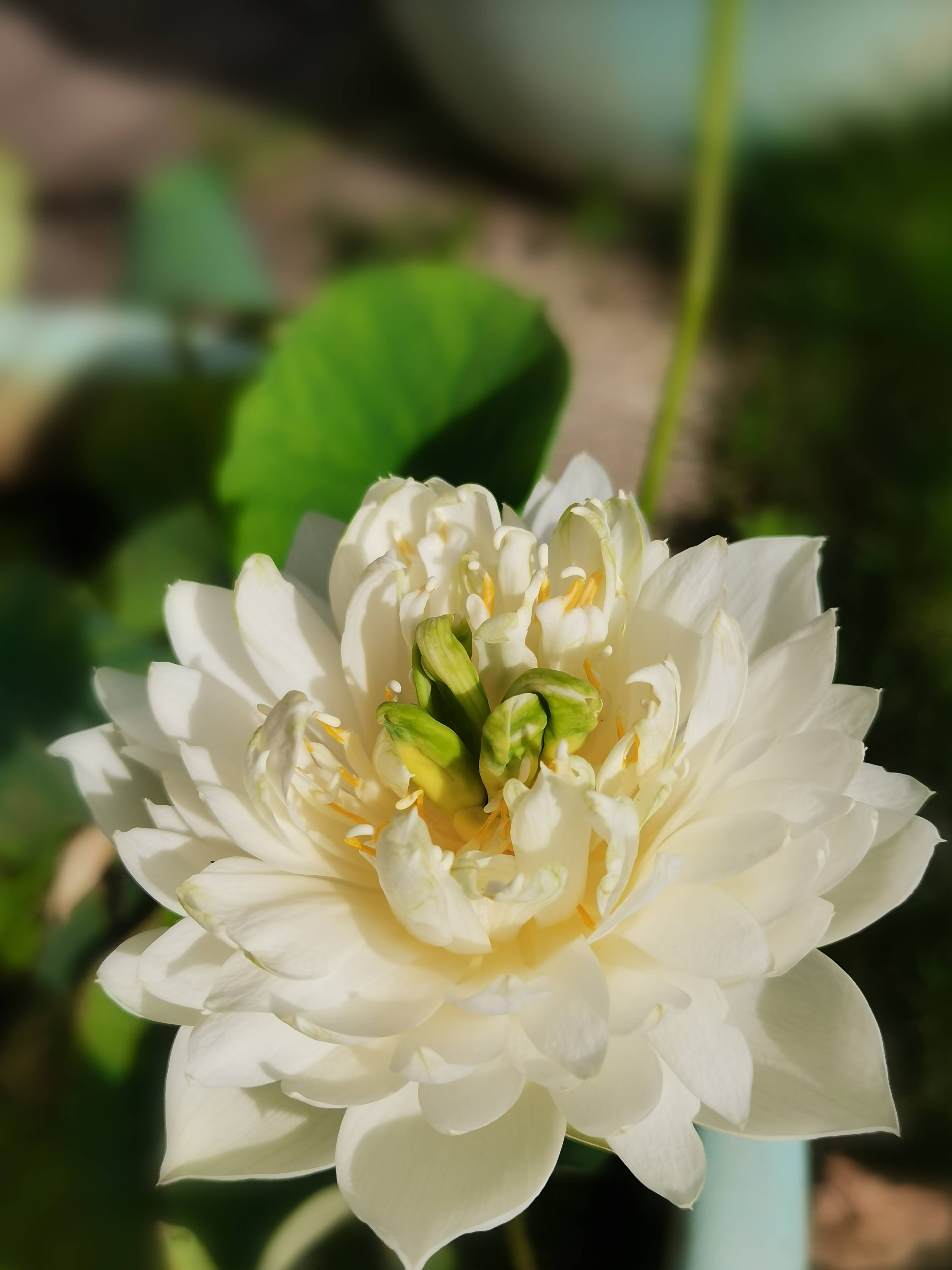 妄语、两舌、恶口、绮语，最容易犯的是绮语，随便的聊聊天、摆个闲话，一天当中这个时间占去不少，对解脫没有什么意义。往往因为这么闲谈，谈出了很多是非，也造了种种的恶业。